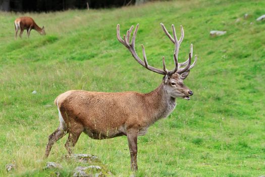 male deer on a green alpine pasture