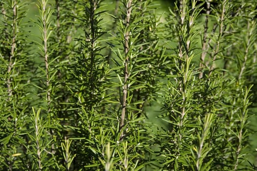 Fresh rosemary plants background