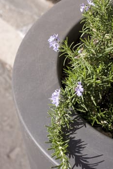 Rosemary, herbs to flavor food