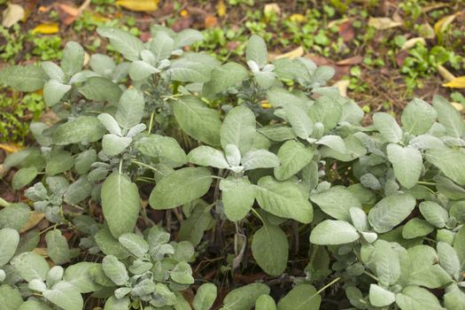 Close up of wonderful Sage plant