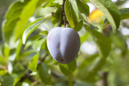 Purple plum on the branch