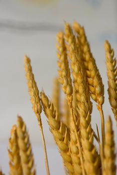 Photo of yellow dried Ears