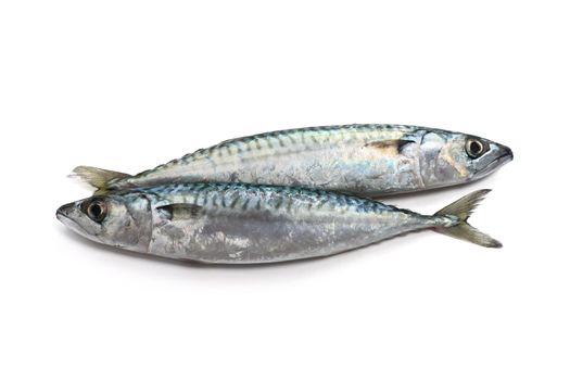 two fresh mackerel fish over white background