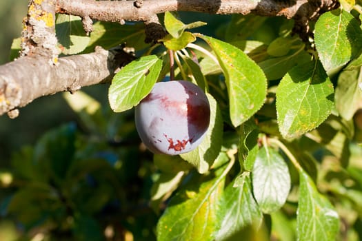 Purple plum on the branch