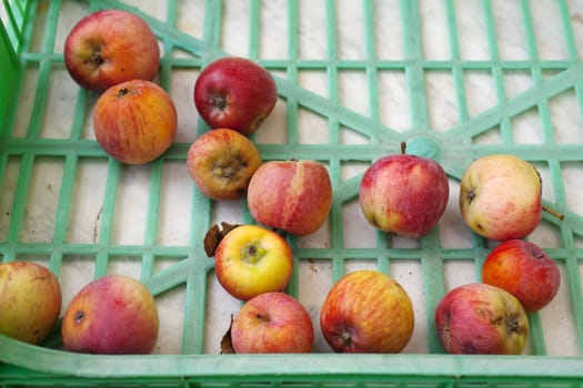Little apples inside a plastic crate