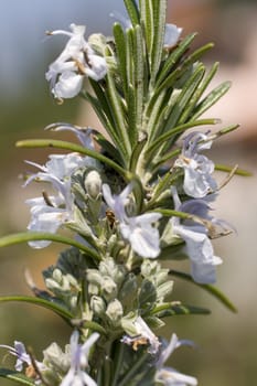 Rosemary, herbs to flavor food