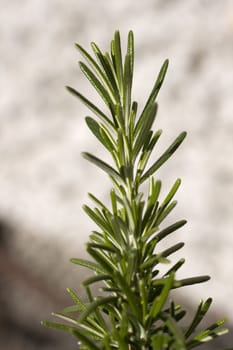 Rosemary, herbs to flavor food