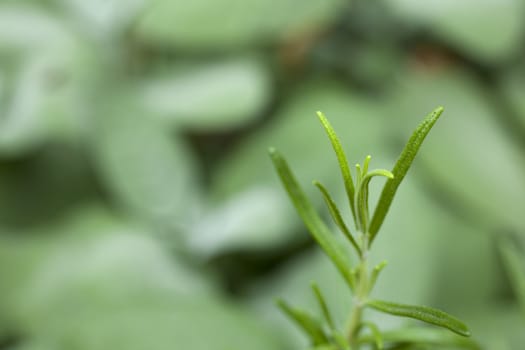 Close up of Rosemary plant