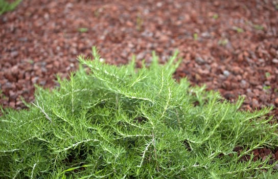 Rosemary on a red field