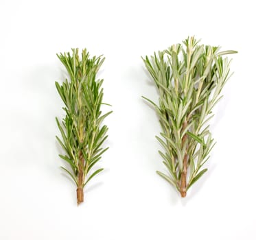Rosemary isolated on white background