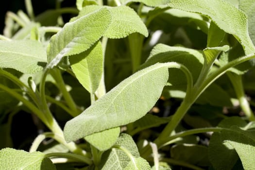 Close up of wonderful Sage plant