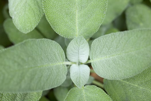 Close up of wonderful Sage plant
