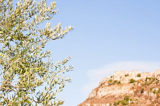 Green olives on a tree branch