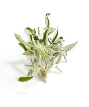 Sage isolated on white background