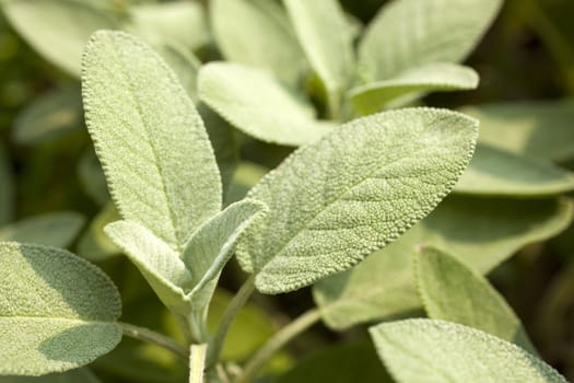 Close up of wonderful Sage plant