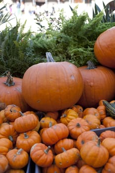 Various different pumpkins in the street market