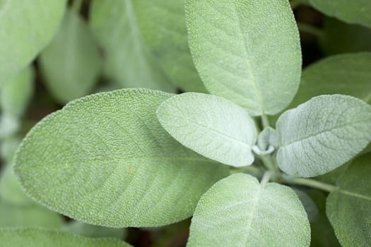 Close up of wonderful Sage plant