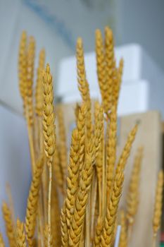 Photo of yellow dried Ears