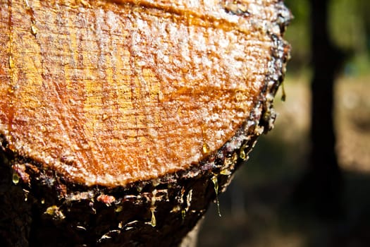 Cut wood and a lump in the woods