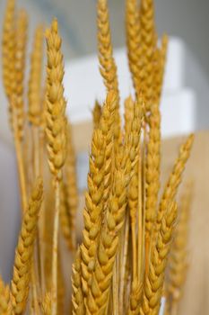 Photo of yellow dried Ears