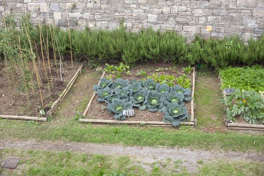 Cabbages and lettuces in a vegetables garden