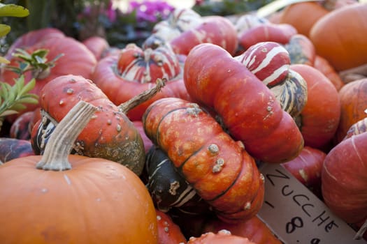 Various different pumpkins in the street market