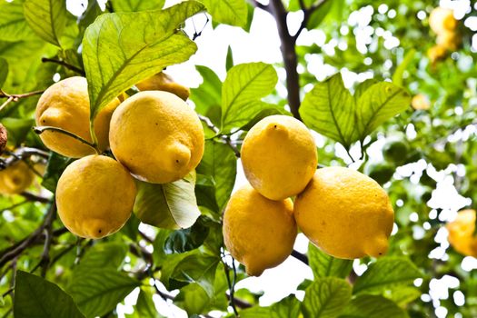 Lemon on the tree in Costiera Amalfitana, tipical Italian location for this fruit