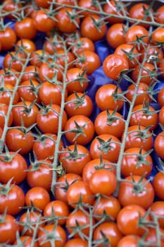 A lot of fresh tomatoes