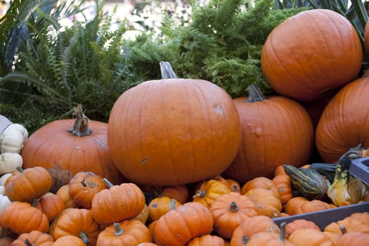 Various different pumpkins in the street market