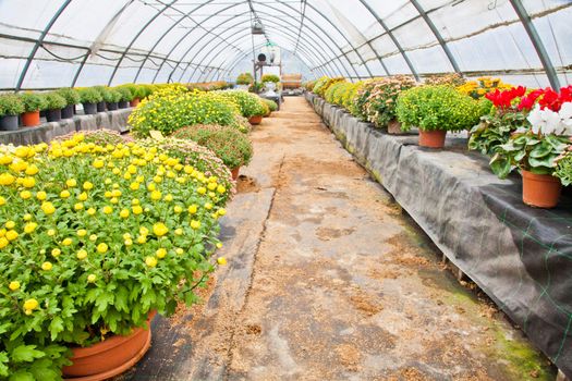 Greenhouse interior during autumn season, Piedmont, italy