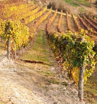 Italian vineyard of Barbera during autumn season