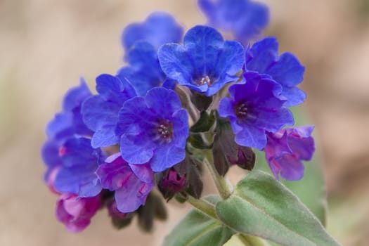 The Siberian primroses- Pulmonaria