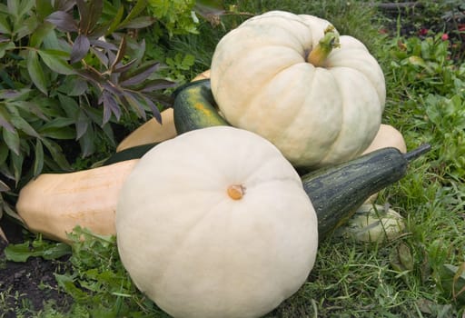 Pumpkins and vegetable marrows on a green grass