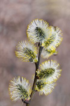 Blossoming branch of a pussywillows close up