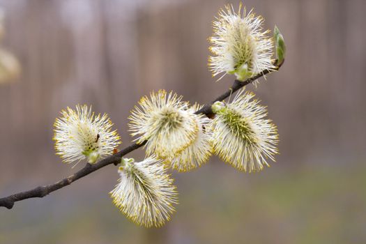 Blossoming branch of a Pussywillows; close up