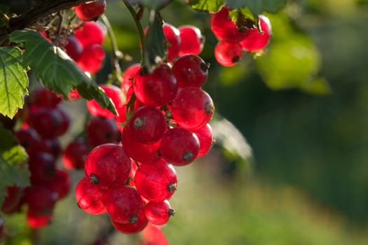 The ripened red currant on a branch