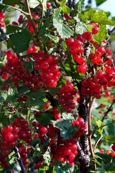 The ripened red currant on a branch