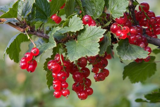 The ripened red currant on a branch