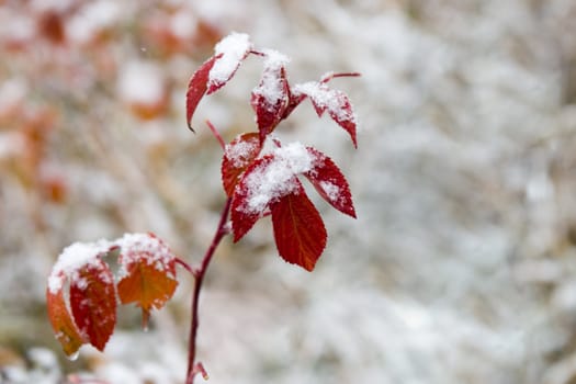 Red leaves powdered with a snow