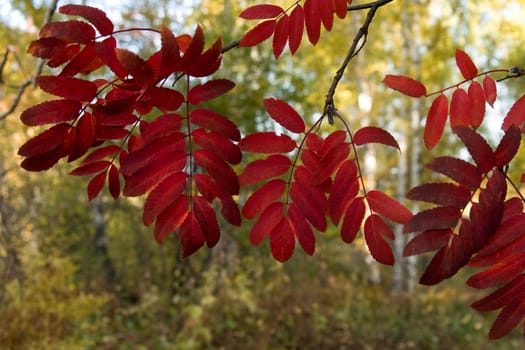 Red leaves of a mountain ash on a background of the yellowed wood