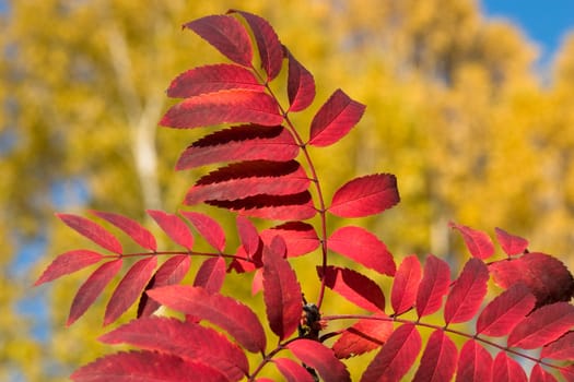 Red leaves of a mountain ash on a background of the yellowed wood