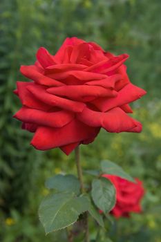 Red rose on a background of green vegetation