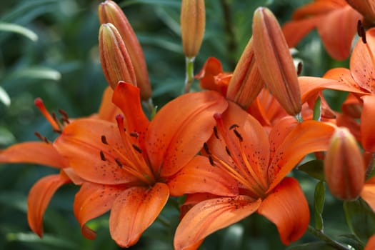 Red lilies close up at small depth of sharpness