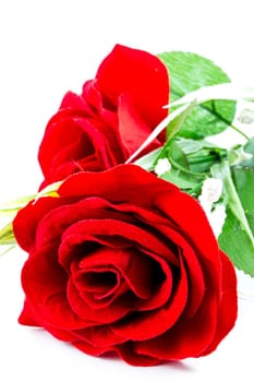 red rose on a white background