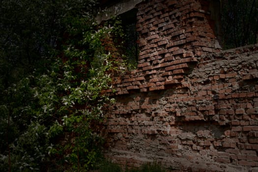 Ruins of an old building and blossoming bird cherry