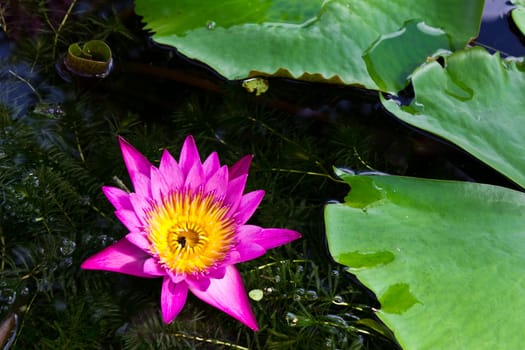 Pink Lotus and the Dead Bee in the Middle of it.