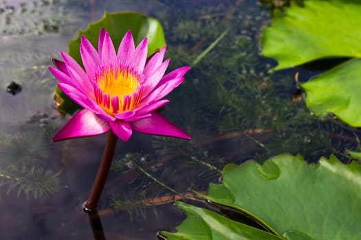 Pink Lotus in Garden Pool.