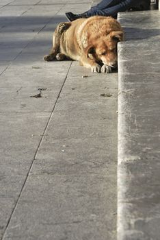 Homeless stray dog.