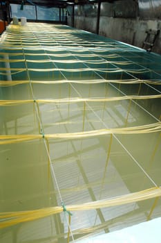 shrimp aquaculture bath