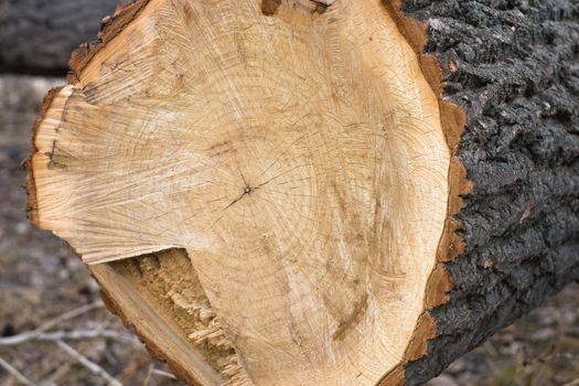 Chainsaw sawn tree trunk close-up
